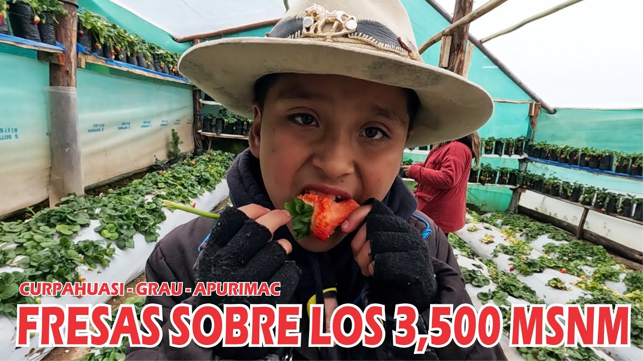 Esta FAMILIA logró cultivar FRESAS en las ALTURAS de Apurimac | Curpahuasi, Grau