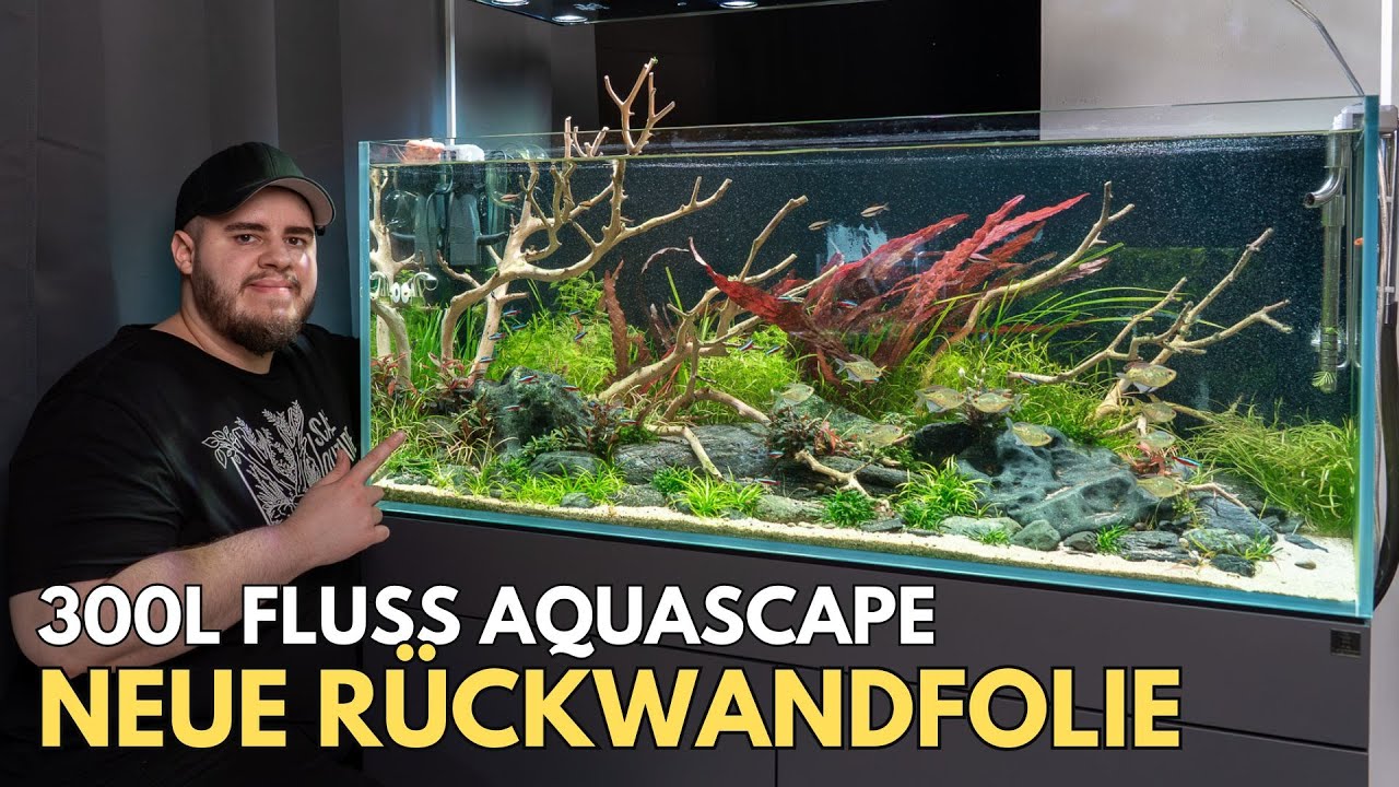 Mein 300L Nature Aquarium nach 4 Monaten!