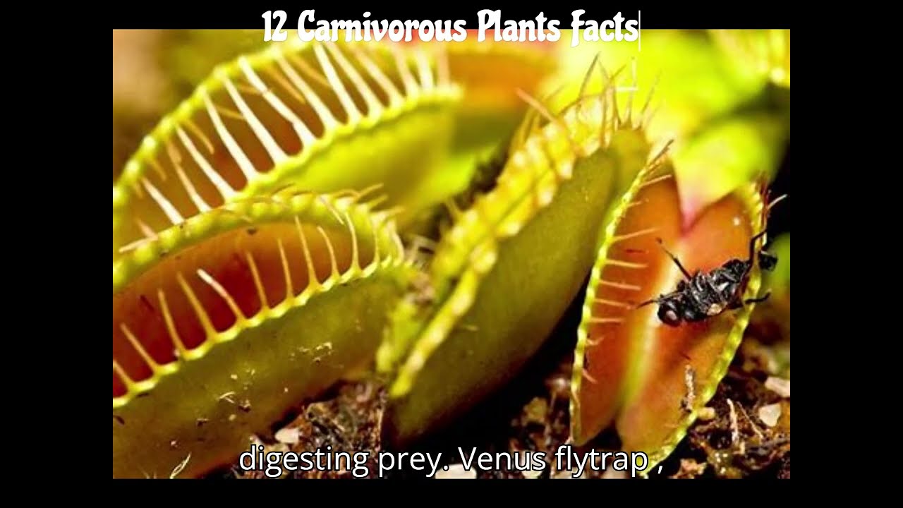 Carnivorous Plants.   Please,  like, comment,  share, and subscribe.