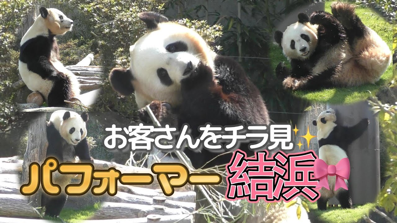 【チラッと見てくるw✨】結浜🎀駆ける、転がる、風呂入る！【パンダパフォーマー💃】Giant Panda -Yuihin-