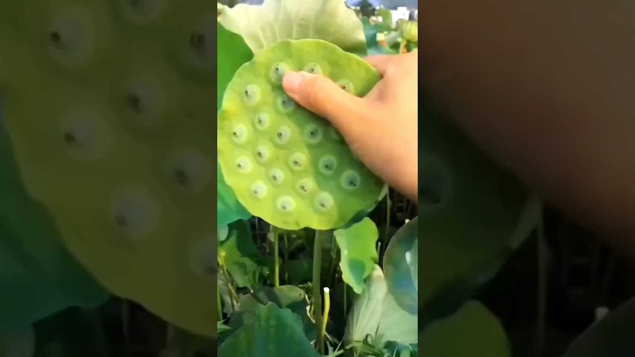 The hidden fruit of the lotus flower 🌸 #facts #shortsfeed #viral #lotus #shorts #ytshorts #youtubeshorts #youtube