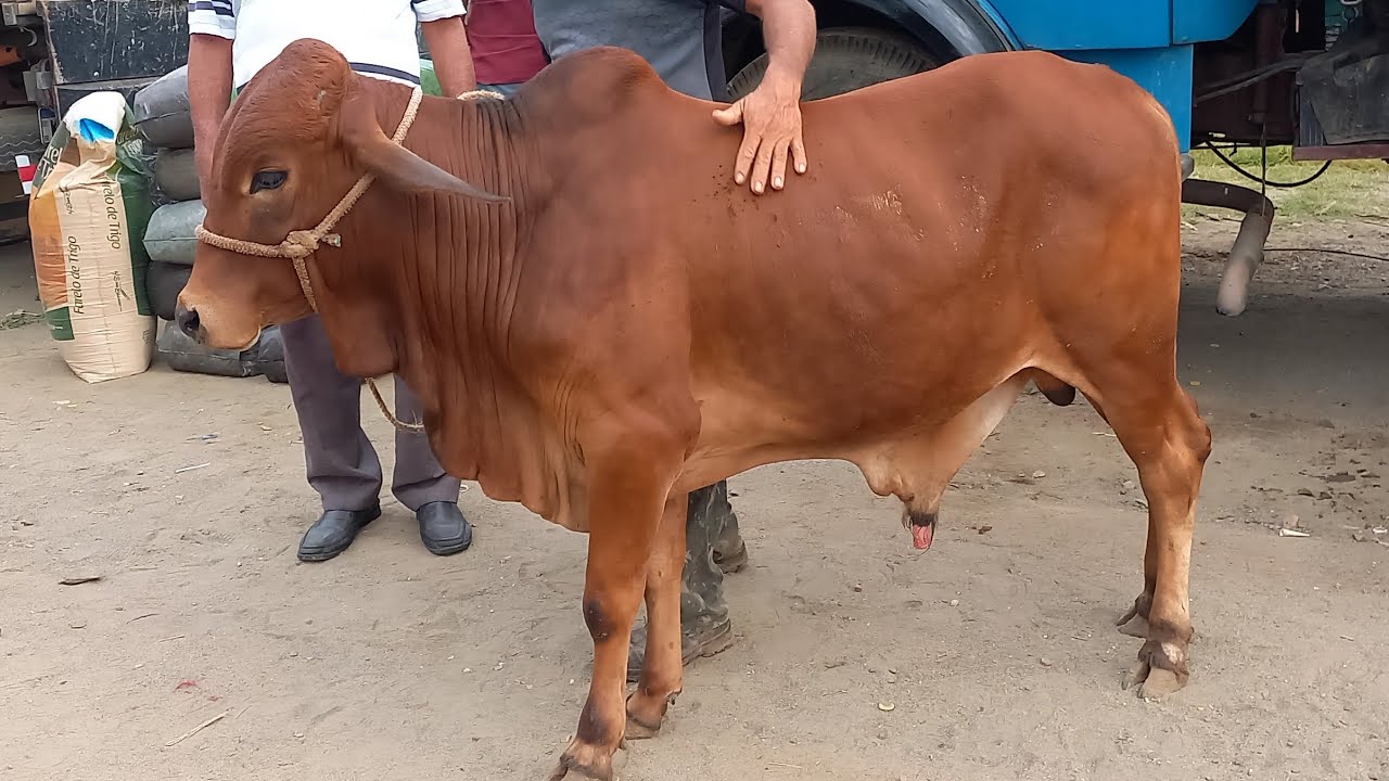 FEIRA DO GADO EM CAMPINA GRANDE-PB 26/02/2025