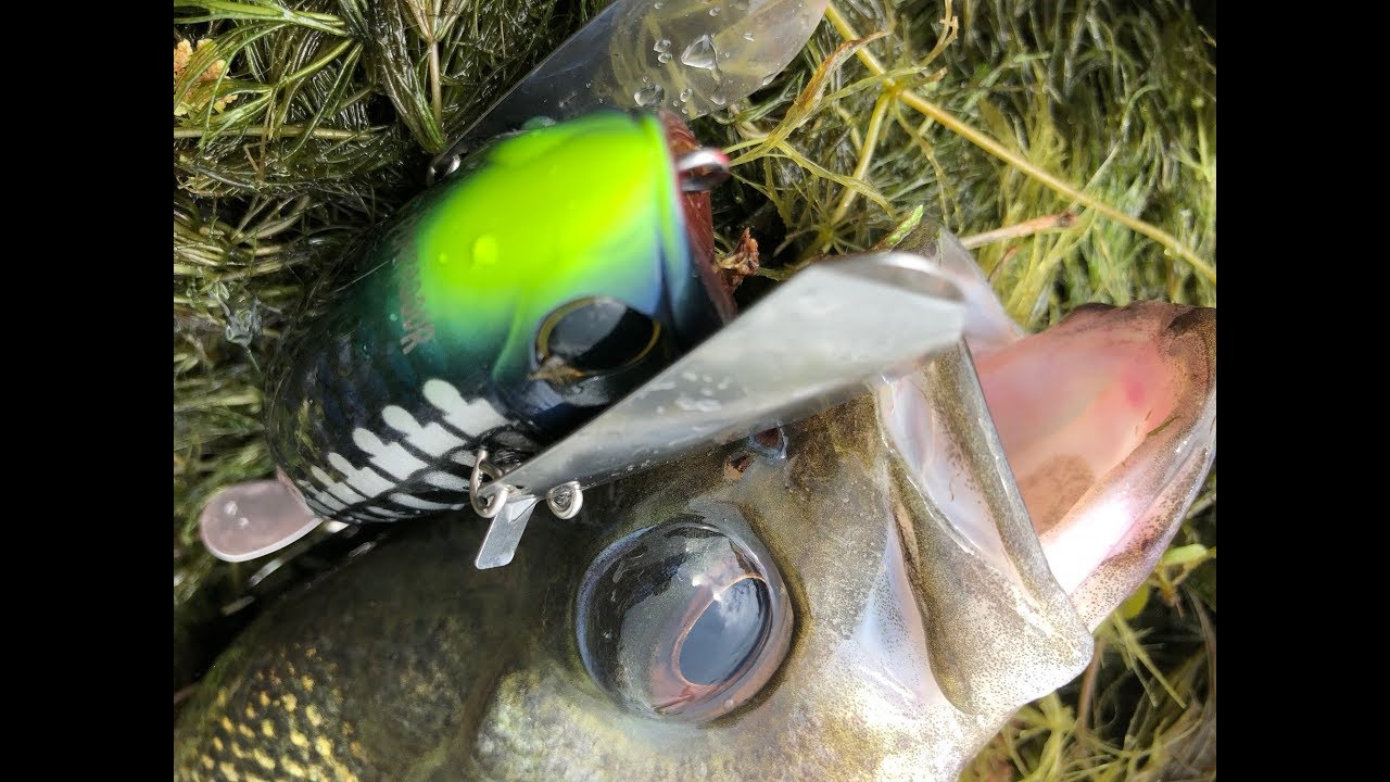 Jackall Pompador Bass Action Review (2018)