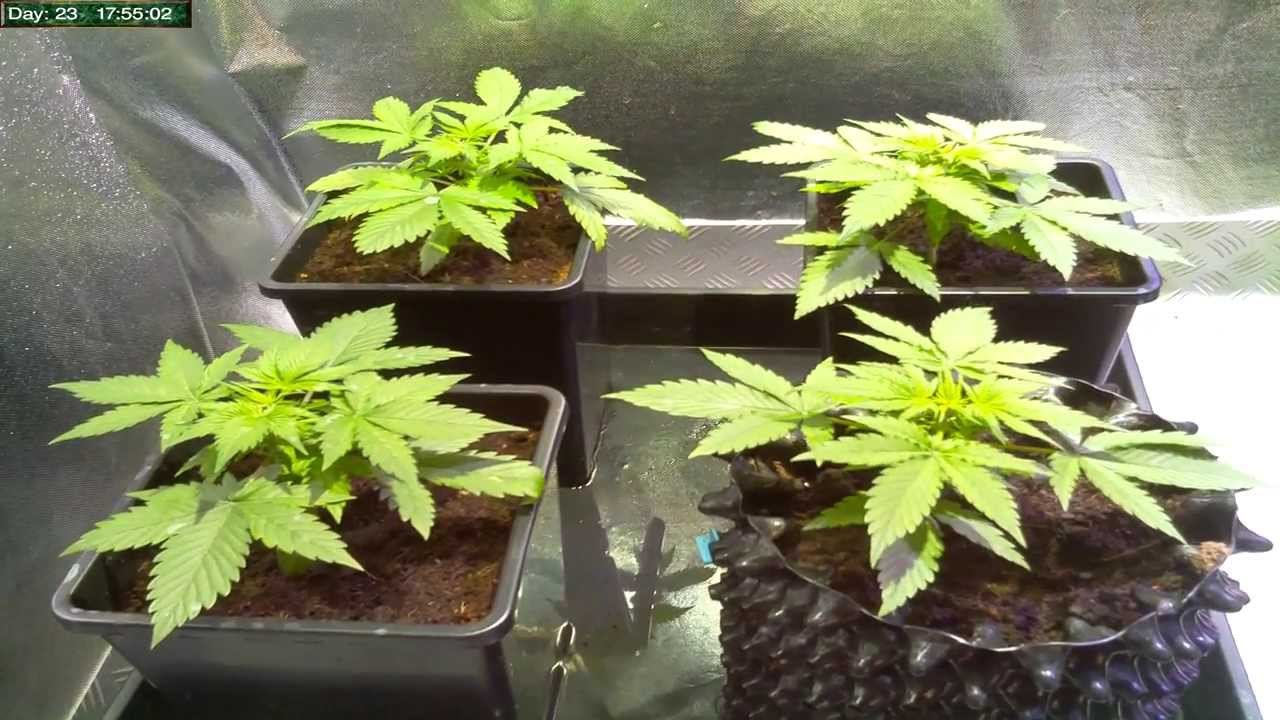 PiLapse Dutch Passion Auto Blueberry DAY23