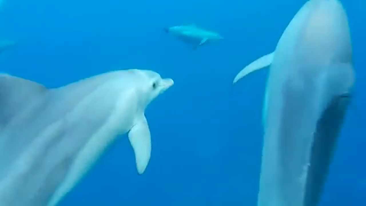 Delfines nadando