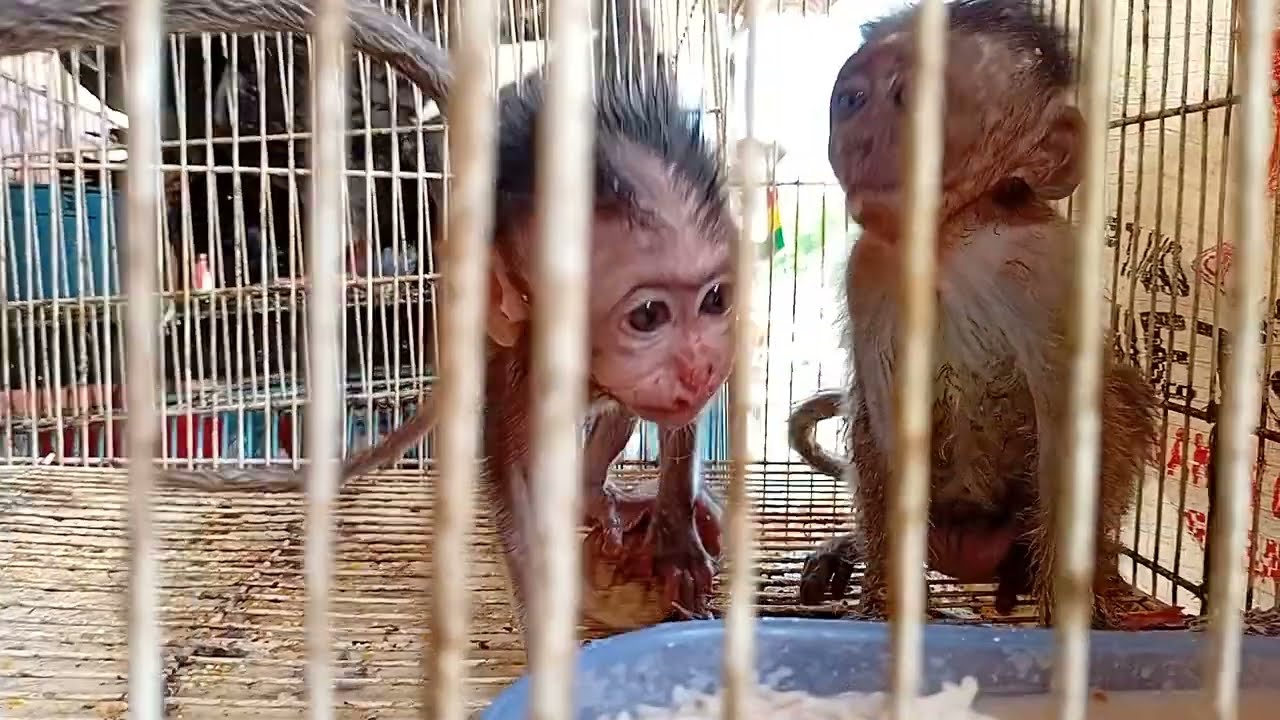 they are waiting for a good foster carer to adopt