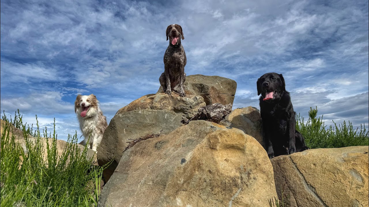 Dunners stunner😎🐾
