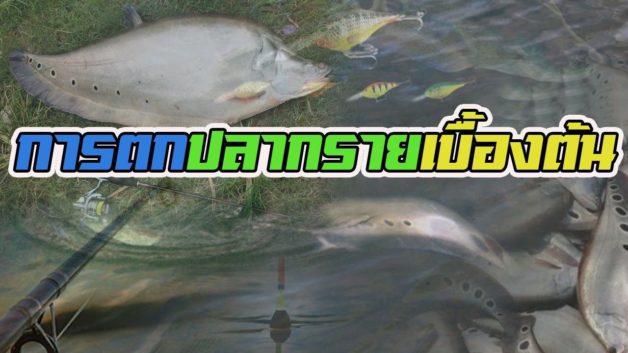 เทคนิคแนวทาง | การตกปลากราย | เบื้องต้น