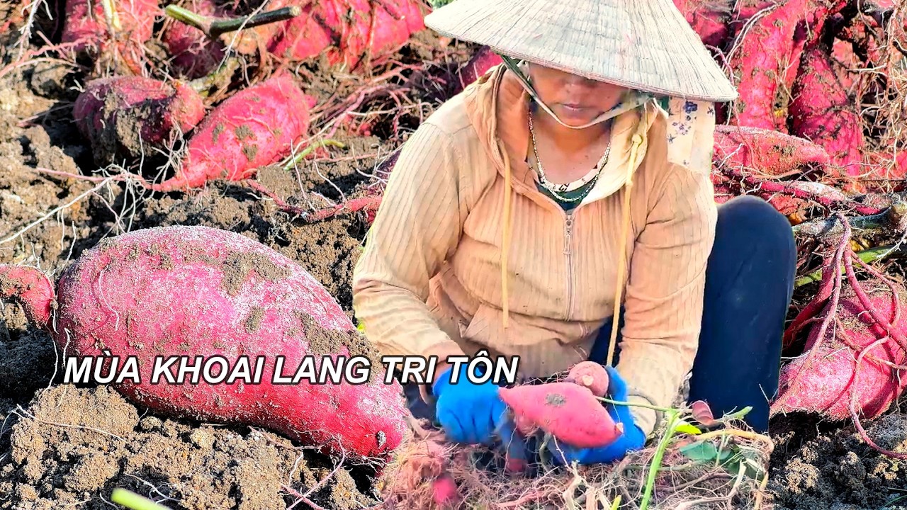 Người Khmer Miền Núi Tri Tôn Thu Hoạch Khoai Lang