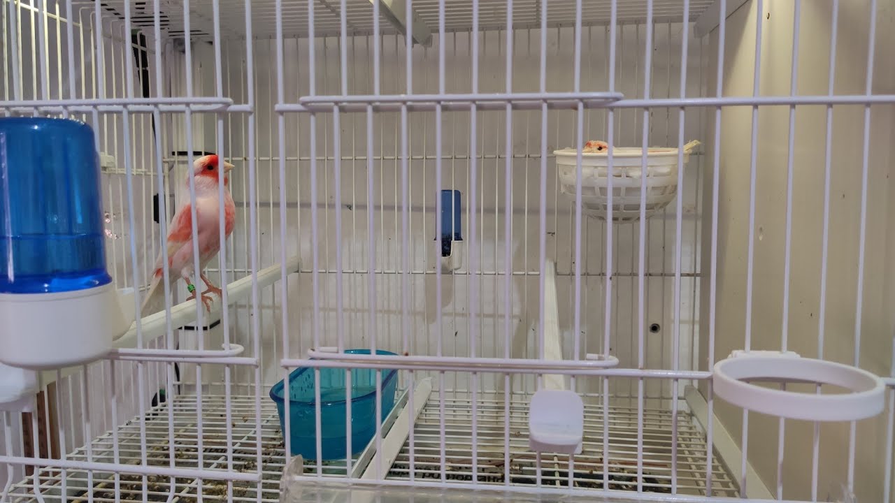NACIMIENTO DE PICHONES🐣 QUÉ HAGO YO EL DÍA ANTES? OS CUENTO ALGÚN TRUCO 👍 ///CRIA DE CANARIOS 2021//