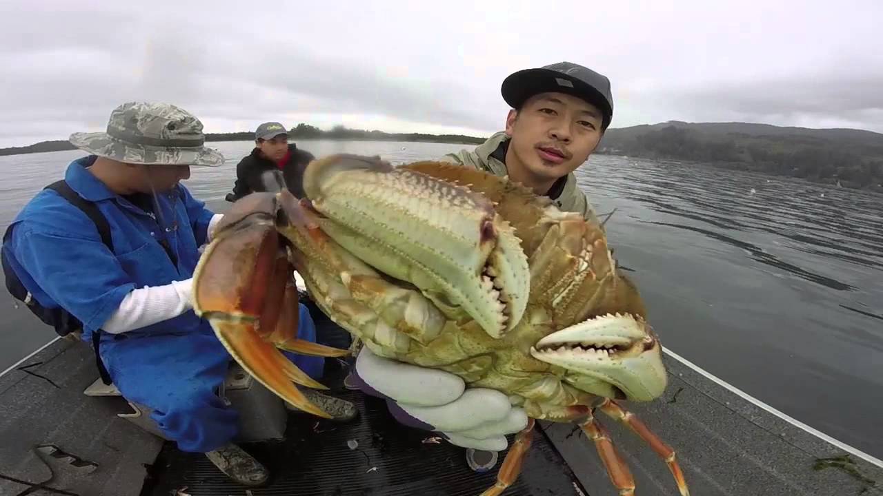 Crabbing Garibaldi