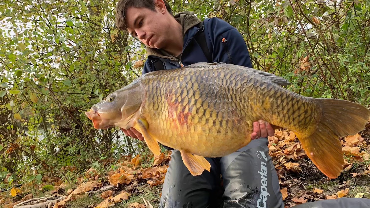 &Eacute;norme carpe commune 🎣🤤