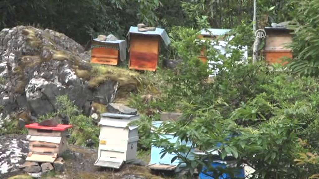 Anadolu Agency - Huge demand for Anzer honey