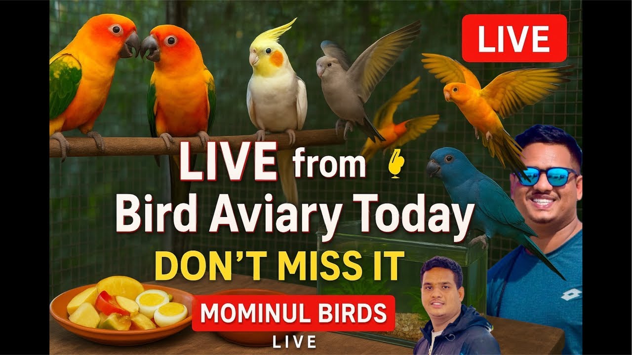 MOMINUL BIRDS  is live