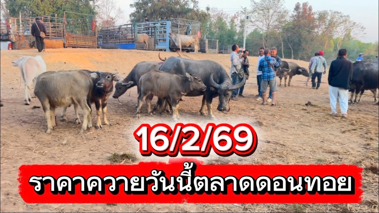 ลุงวิมลเลาะชมบรรยากาศซื้อขายควายตลาดดอนทอย อ. อากาศอำนวย  จ. จากสกลนคร 16/2/68 #ราคาควายวันนี้￼ 