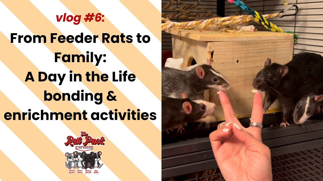 Adopting Feeder Rats & Giving Them the Best Home | Day in the Life of The Rat Pact