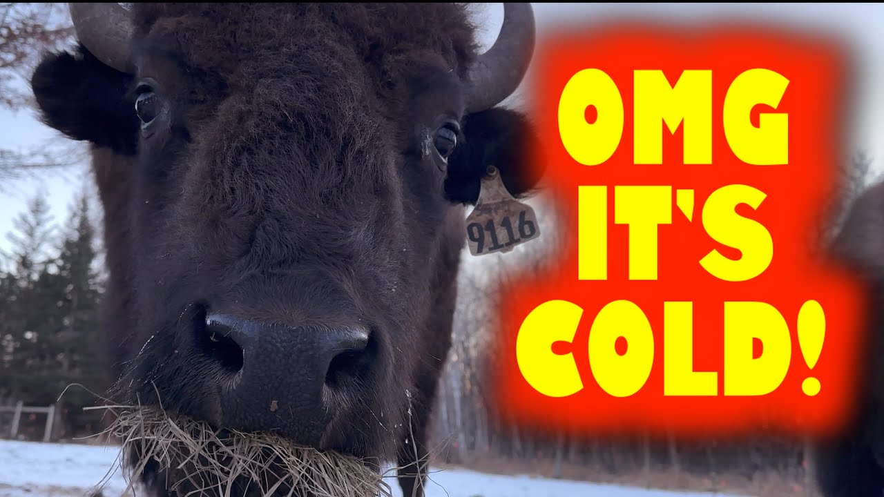 ...But Not For These Bison!