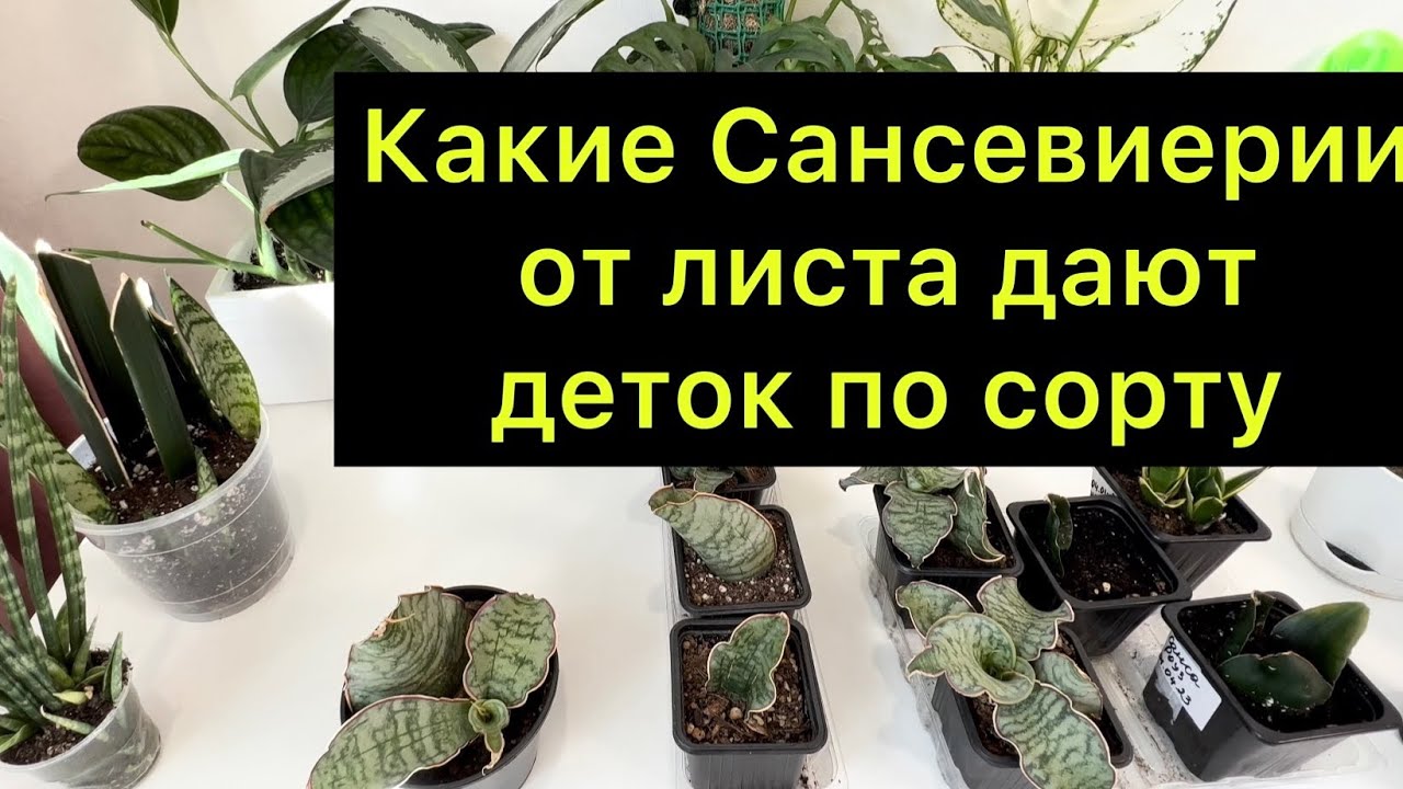 Сансевиерия из листа / какие Сансевиерии из листа дают деток по сорту / #сансевиерия