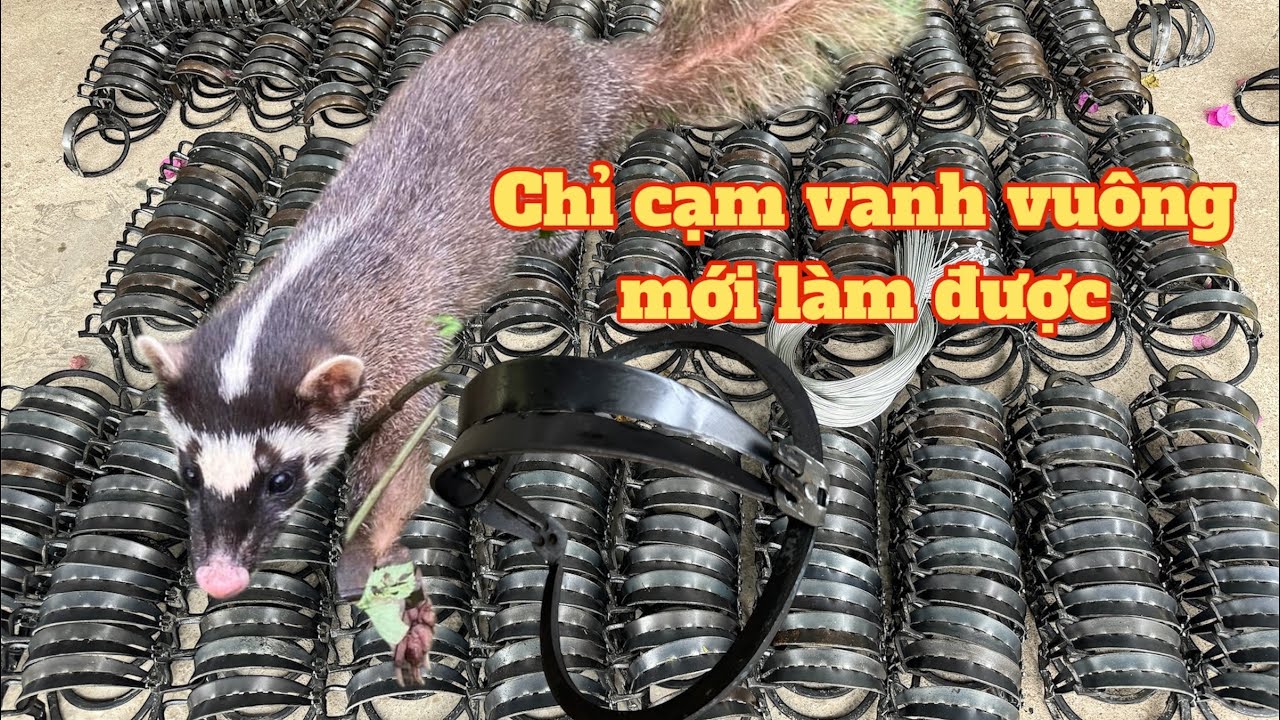 Báo giá 2025 với 2 mẫu bẫy cạm kiềng bẫy chồn ,bẫy mèo - cạm chồn 14,16cm - bẫy kẹp hiệu quả số 1