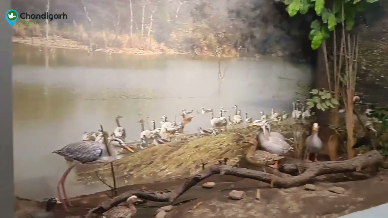 Nature Interpretation Centre | Nature Interpretation Centre in Chandigarh | Chandigarh