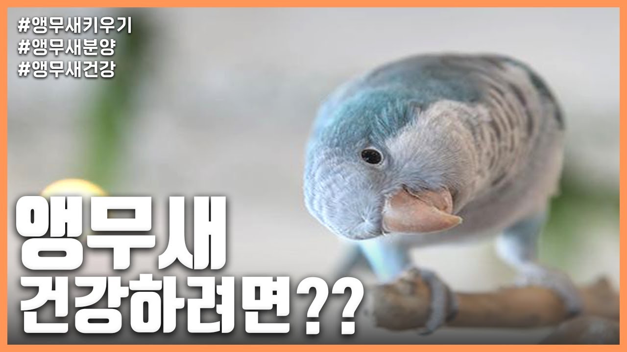 [앵무새키우기] 앵무새 건강하려면??
