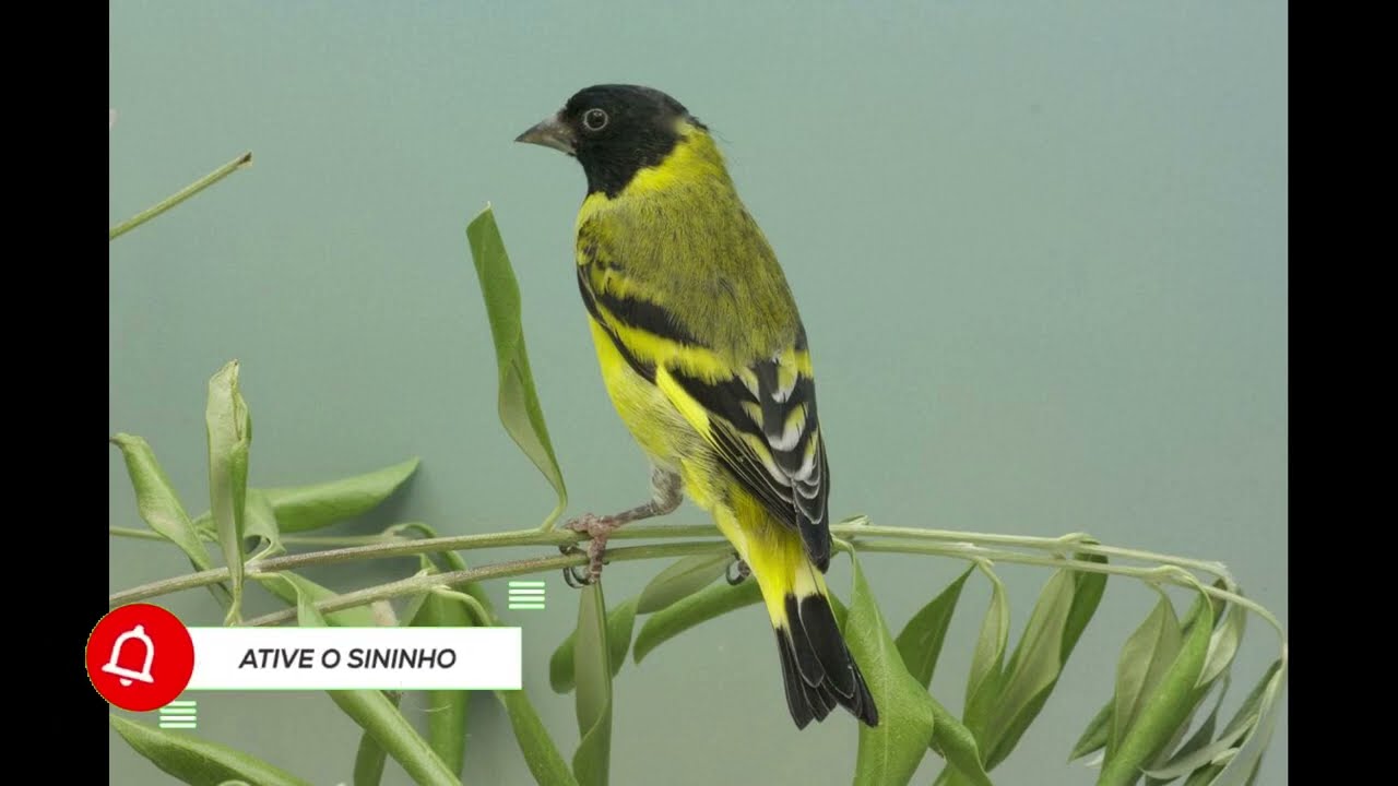 O Melhor canto pintassilgo mateiro  pra encarte de filhotes