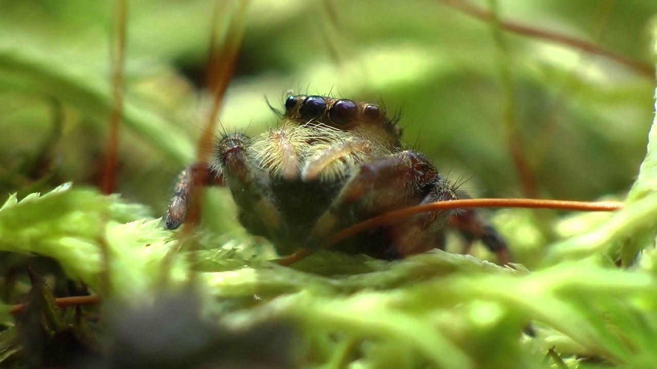 Jumping Spiders
