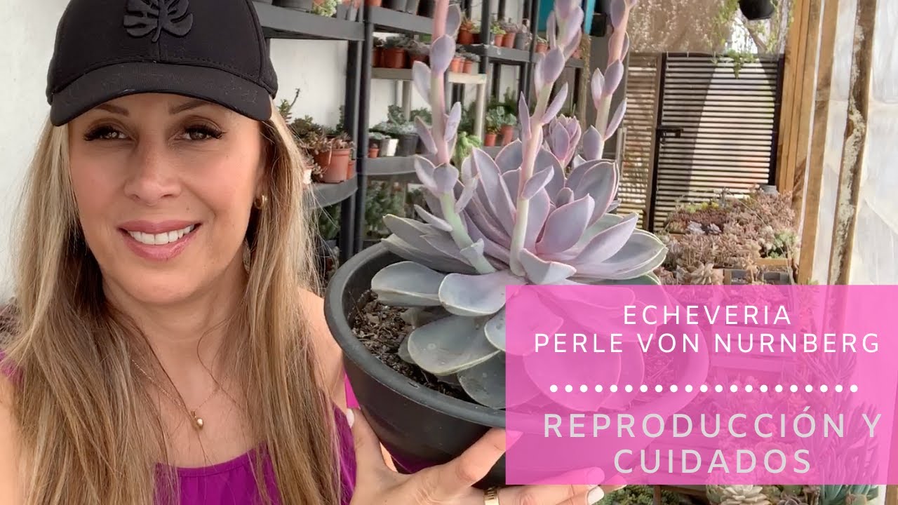 👩🏼‍🌾 Hablemos de Echeveria Perle Von Nurnberg