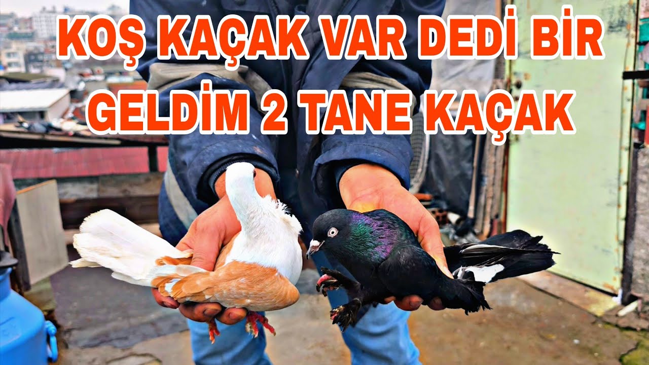 KOŞ KAÇAK VAR DEDİ BİR GELDİM 2 TANE KAÇAK VAR DİYERİNDEN HABERSİZ