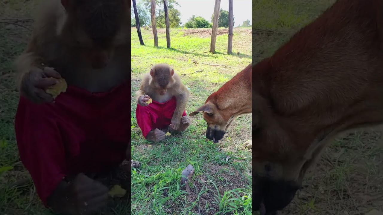 SokYaa Lazy Cos Always Bring Food For Him, He Angry Rank 