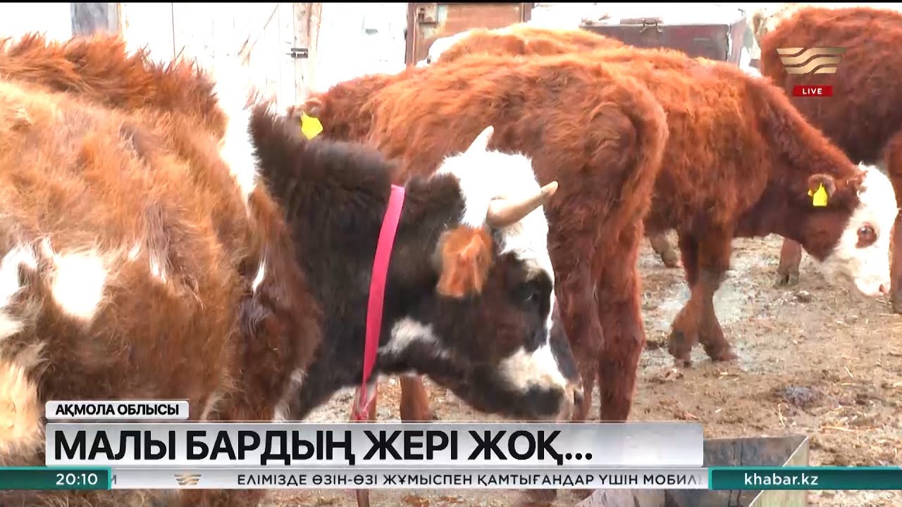Тайтөбеліктер жайылымдық жерге жарымай отыр
