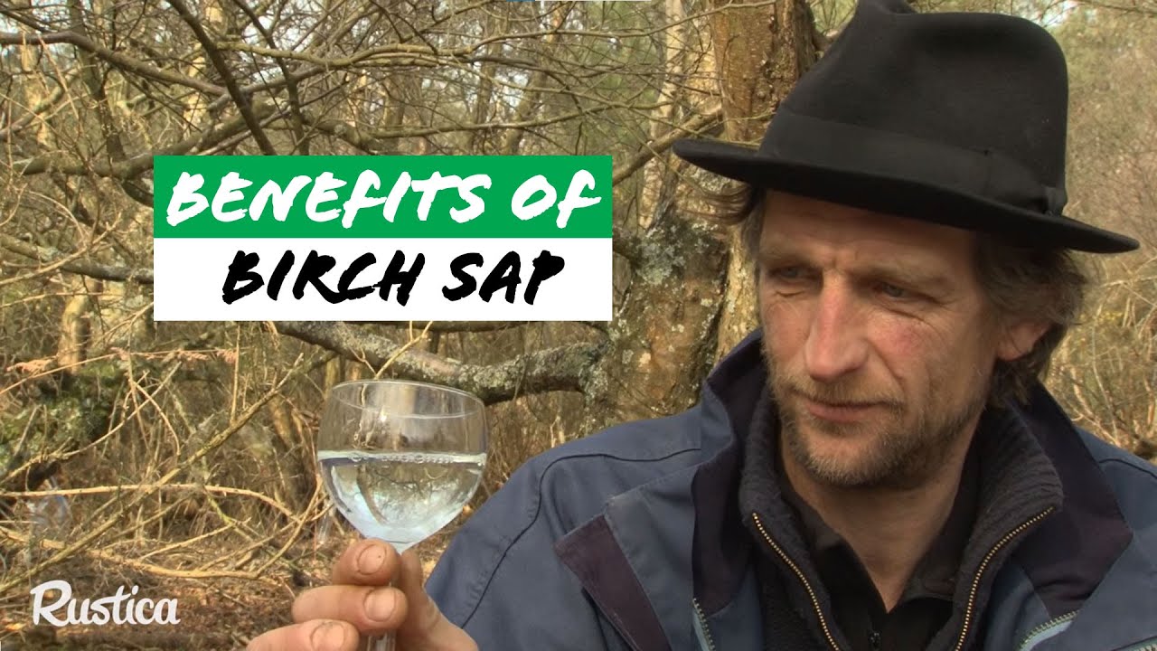 🎋 The Detox Secret of Birch Sap! 🌱