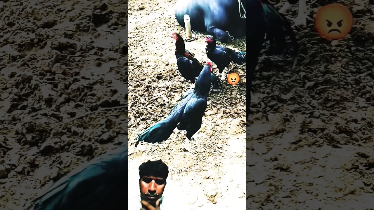 #aseelmurga #aseel اصيل ڪڪڙ #aseelmurgi  اصيل مرغا #birds #pets  سنڌ جا پکي #amanullahjamali