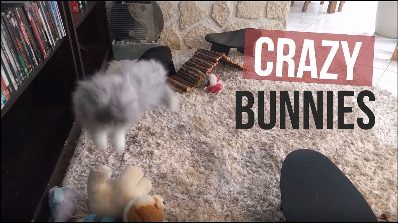 Crazy Bunnies