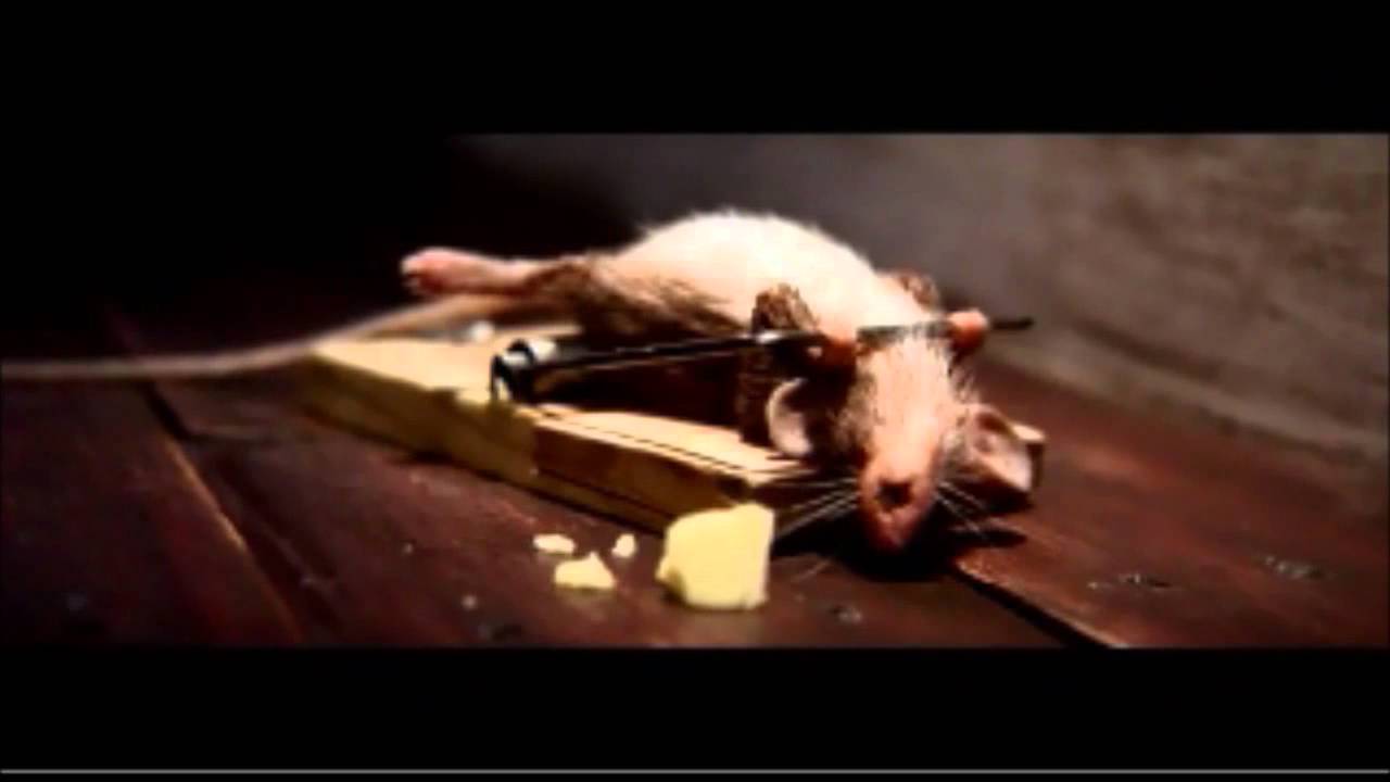 Cheddar's Hanger & The Rathleague Mouse