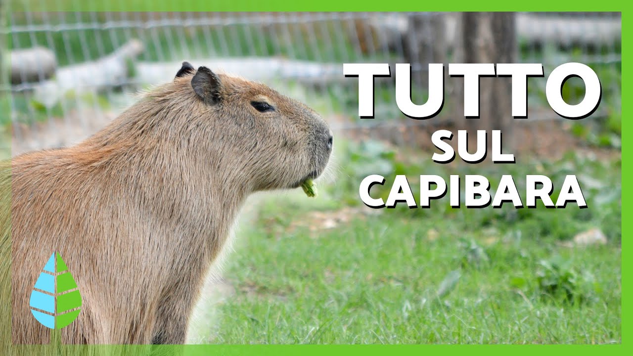 Cos'è un CAPYBARA? 🤎 | Caratteristiche, dove vivono e cosa mangiano i capibara