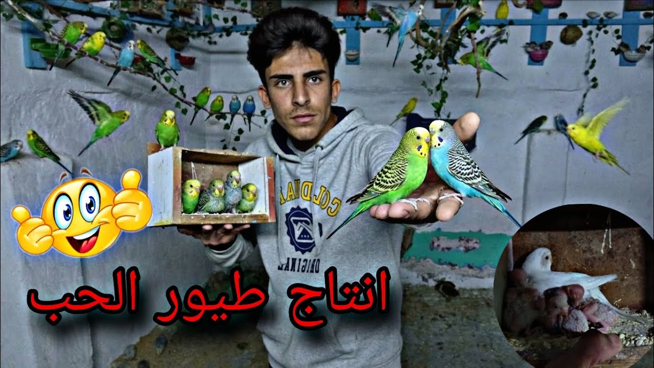 انتاج طيور الحب🦜🥰