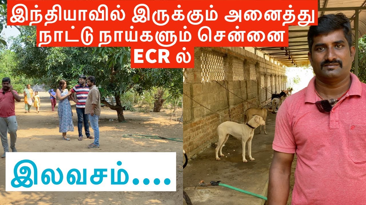 Original All Indian Native Dogs 🐕 All Indian dog 🐕 breeds in Chennai ECR