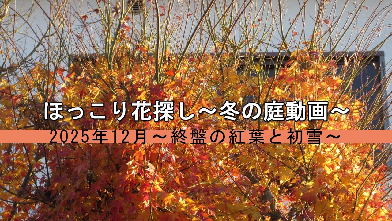 ほっこり花探し～冬の庭動画～　2025年12月～終盤の紅葉と初雪～
