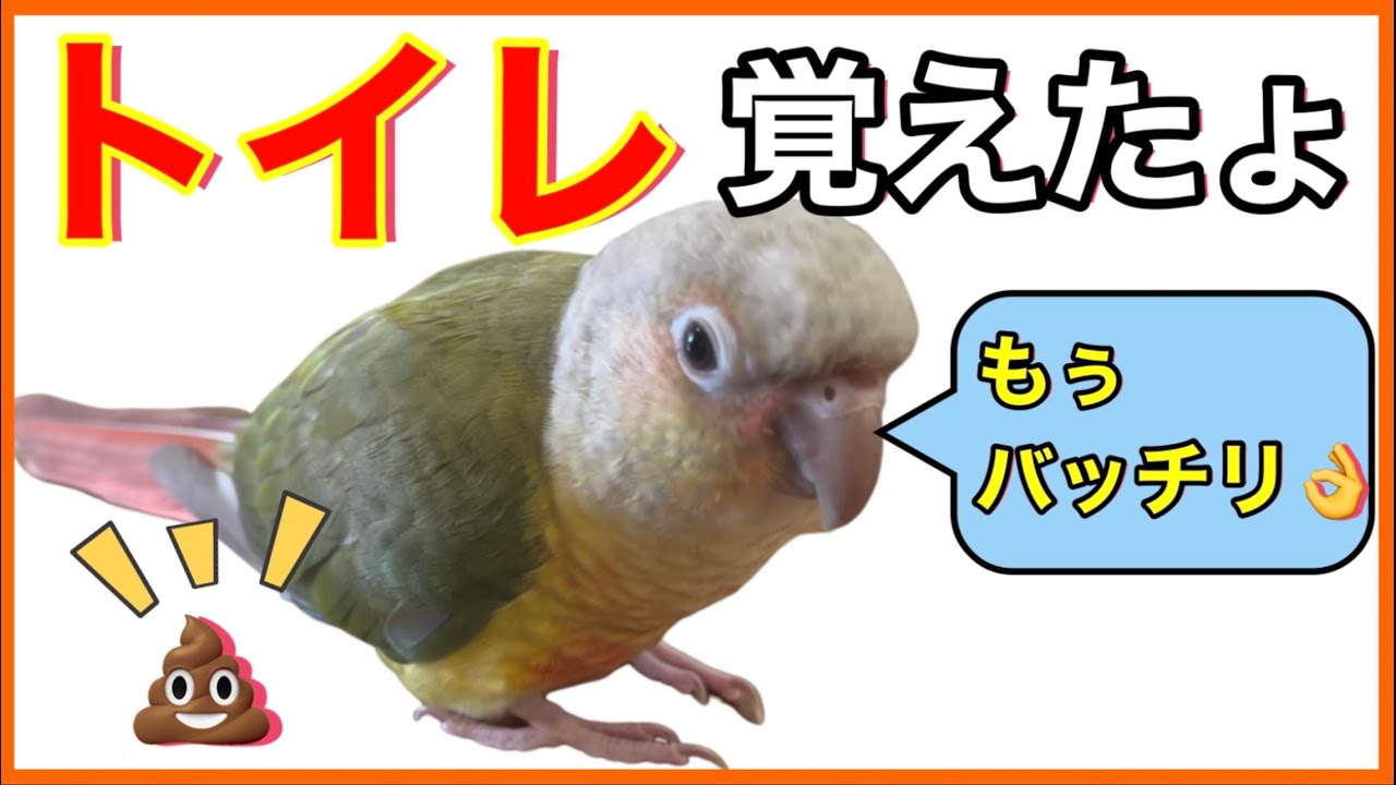 【ウロコインコしつけ】一週間のトイレトレーニングの結果がヤバかった！