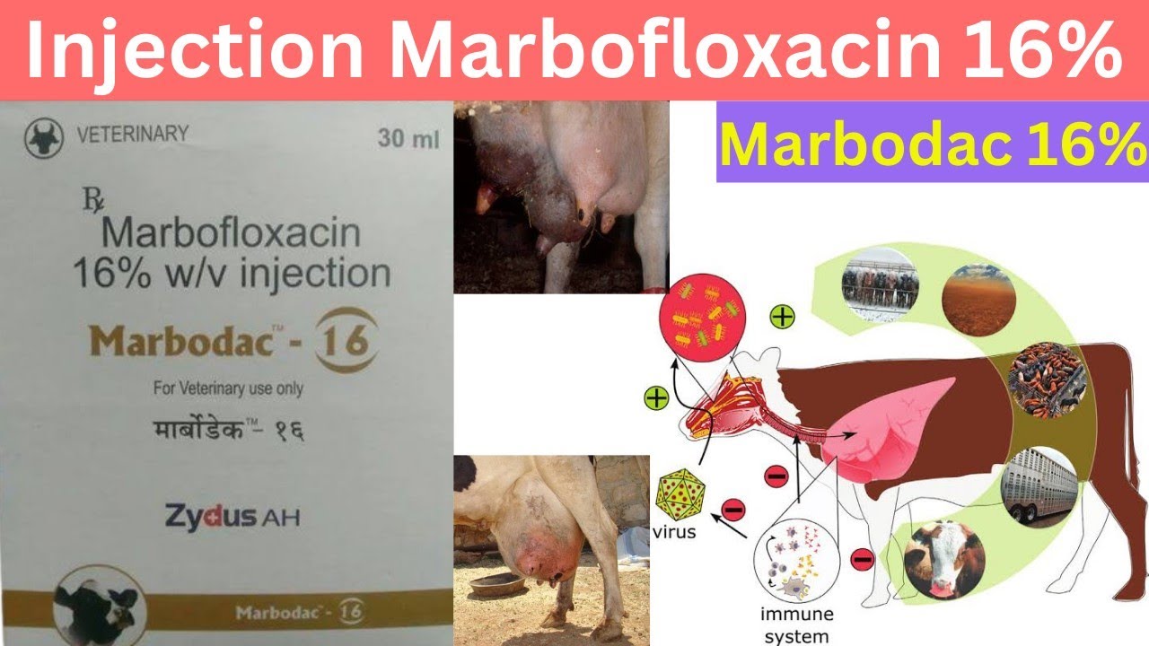 Veterinary Antibiotic:-Marbodac(Marbofloxacin16%) Injection Use in Animals.