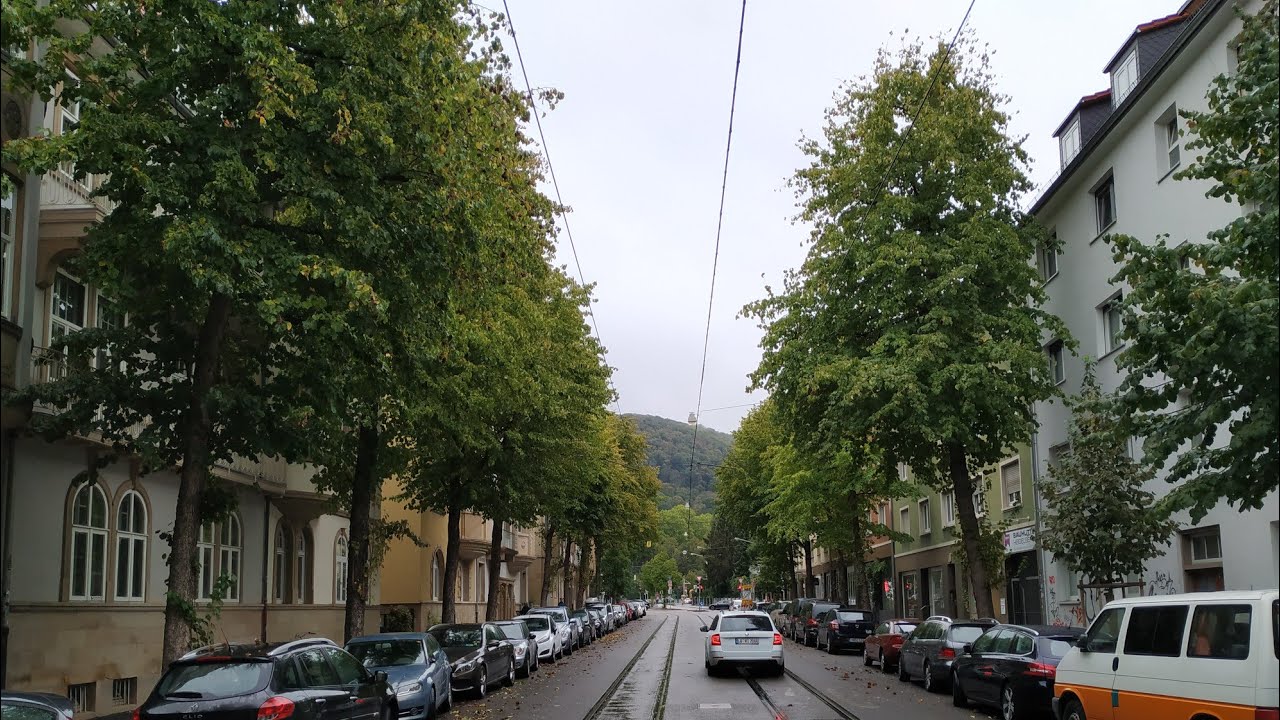 Tree Hazel (Corylus colurna) - the neglected super timber and nut tree
