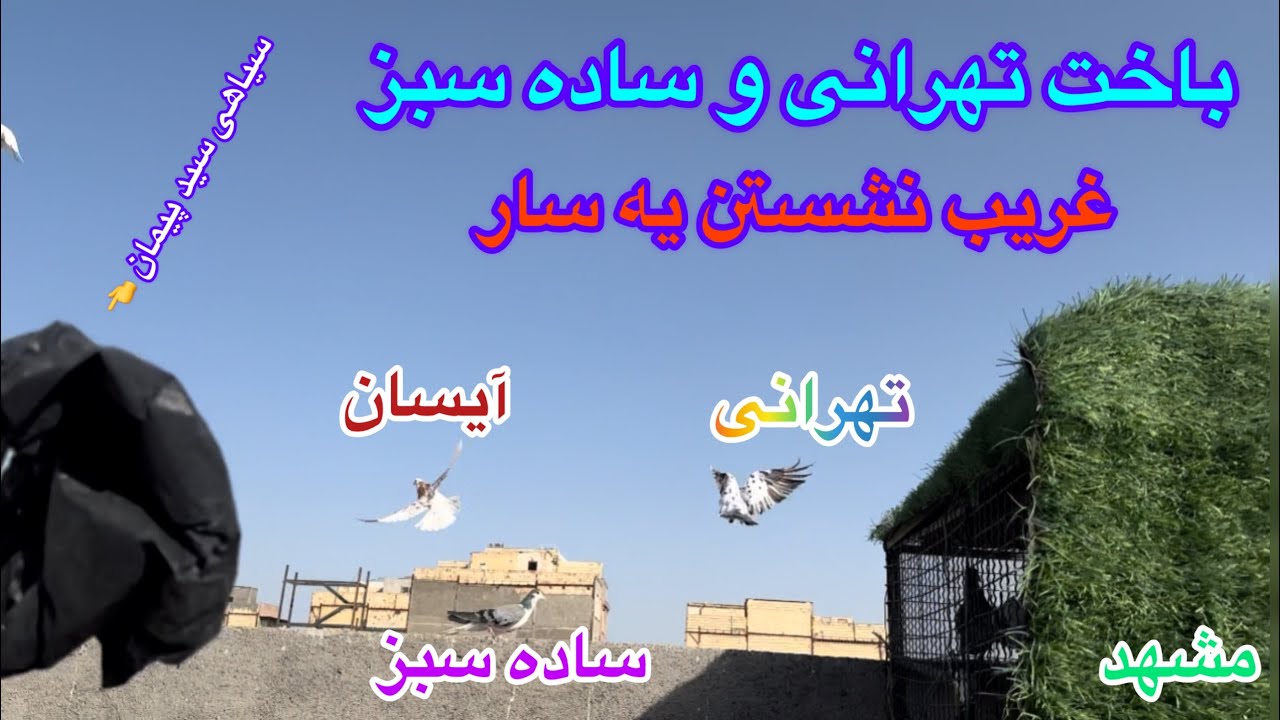 پرش عالی بلندپرواز هنگام باخت کبوتر تهرانی؛ساده سبز/نشستن کبوتر غریب بدترین قسمت بوم/مشهد روز اربعین