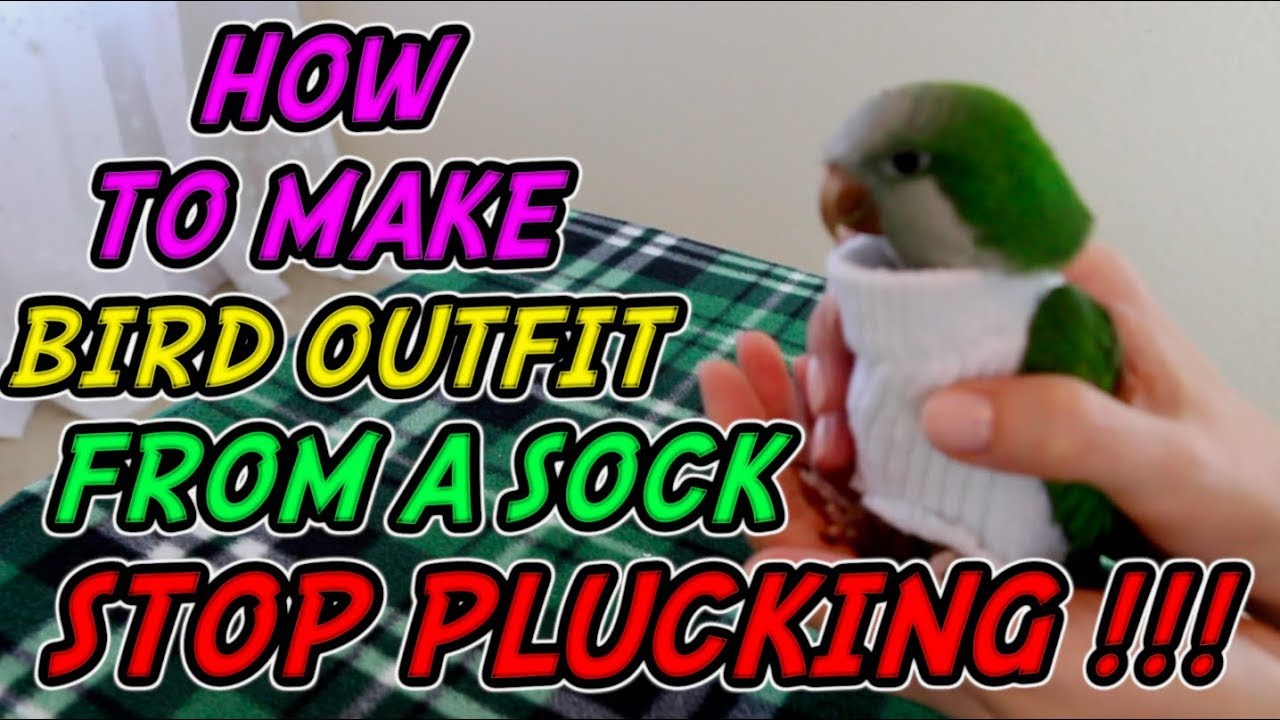 HOW TO MAKE AN OUTFIT FROM A SOCK FOR A BIRD THAT PLUCKS ITS FEATHERS