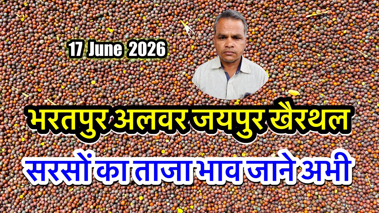 सरसों का ताजा भाव आज का अलवर मंडी, सरसों के भाव में आया जोरदार तेजी मंदी उछाल, Sarso Ka Bhav Today