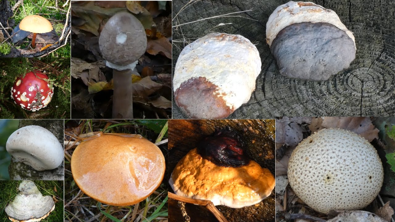 wild mushroom in October
