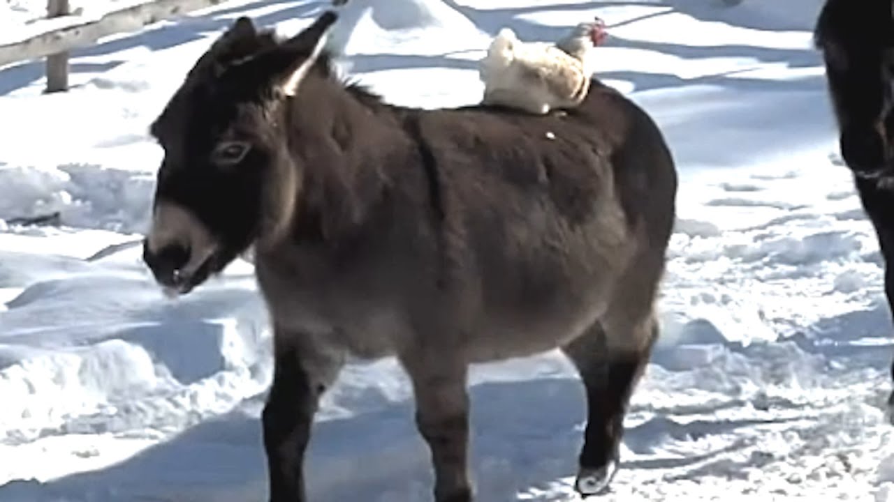Donkey's heartwarming response to bullied chicken