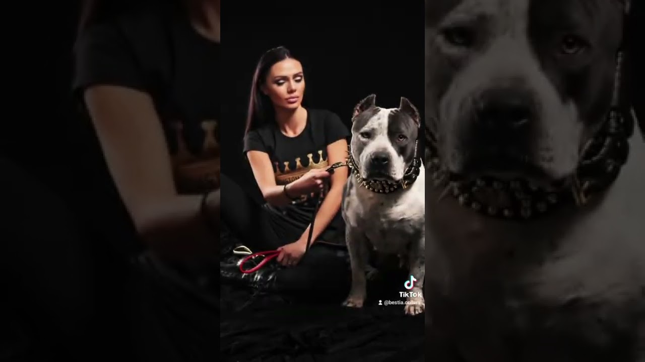 BESTIA CUSTOM DOG GEAR - LOVE - SOPHISTICATION - QUALITY