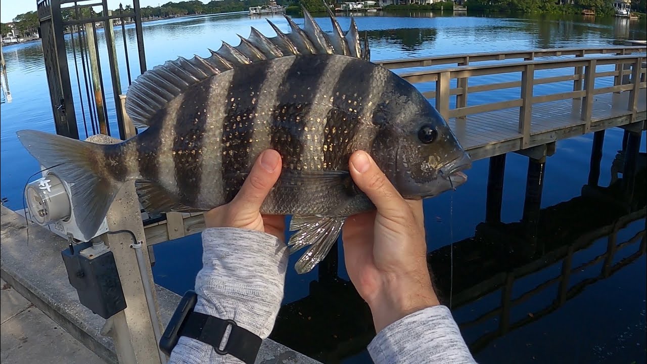Fishing Tampa Bay for Sheepshead Using Live Fiddler Crabs
