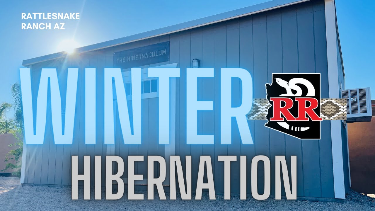 The Hibernaculum: How we overwinter our snakes